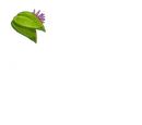 Kaliptus Leaf