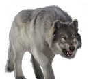 Gray Wolf