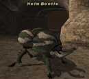 Helm Beetle
