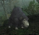 Wild Karakul