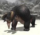 Buffalo