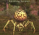 Spitting Spider
