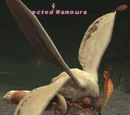 Infected Wamoura