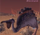 Alectryon
