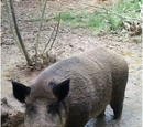 Boar