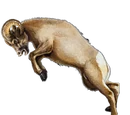 Big Horn Sheep