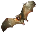 Spider Eater
