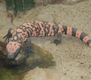 Gila Monster