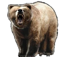 Grizzly Bear
