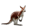 Kangaroo