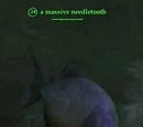 A massive needletooth