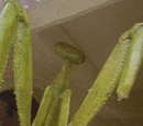 Yam'rii