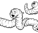 Gusano drutash