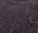 The Withered Lands