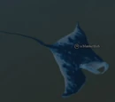 A blanketfish