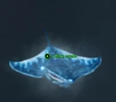 A blue manta