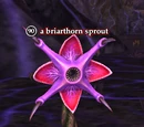 A briarthorn sprout