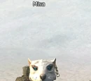 Misa