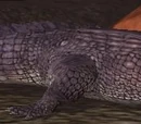 An irate caiman