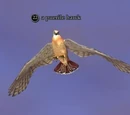 A puerile hawk