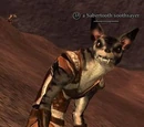 A Sabertooth soothsayer