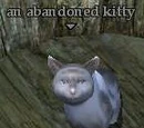 An abandoned kitty