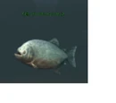 A bloodthirsty piranha