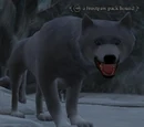 Frostpaw pack hound
