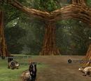 Shaded Tail Glade