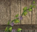 Wall-clinging vine