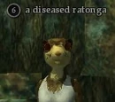 A diseased ratonga