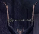A reclusive bat