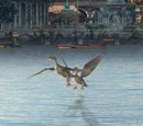 Pato