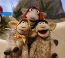 Baabra Sheep