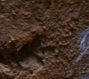The Worm
