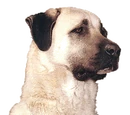 Butch (Cats & Dogs)