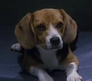 Porthos