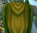 Canvas Cloak