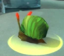 Rockchewer Whelk