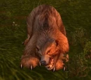 Young Forest Bear