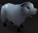 Warsong Swine