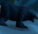 Young Black Bear