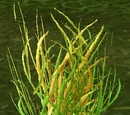 Sungrass