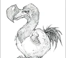 Dodo