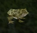 Forest Frog