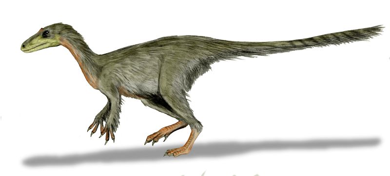 Coelurosaurus