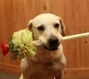 Dolly (labrador)