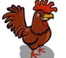 Rooster