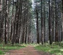 Waitarere Forest