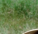 Ruthie (Follow That Bird)